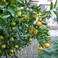 Lemon Menù