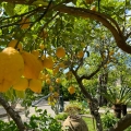 Lemon Menù